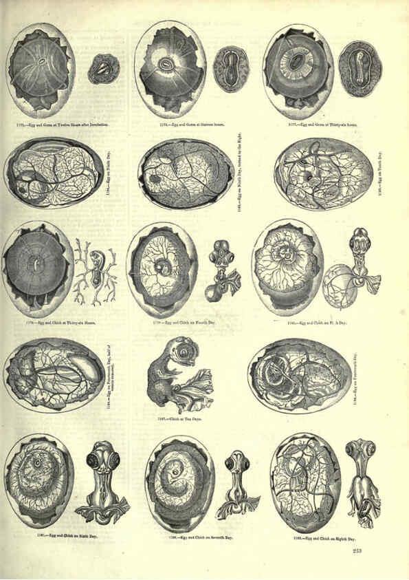 Reproducción/Reproduction 6093037580: The pictorial museum of animated nature. v.1. London :C. Cox,[1844?] 
