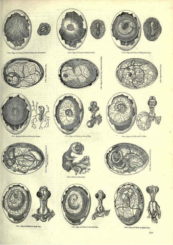 Reproducción/Reproduction 6093037580: The pictorial museum of animated nature. v.1. London :C. Cox,[1844?] 
