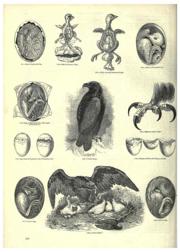 Reproducción/Reproduction 6093037860: The pictorial museum of animated nature. v.1. London :C. Cox,[1844?] 