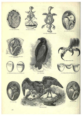 Reproducción/Reproduction 6093037860: The pictorial museum of animated nature. v.1. London :C. Cox,[1844?] 