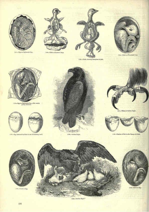 Reproducción/Reproduction 6093037860: The pictorial museum of animated nature. v.1. London :C. Cox,[1844?] 