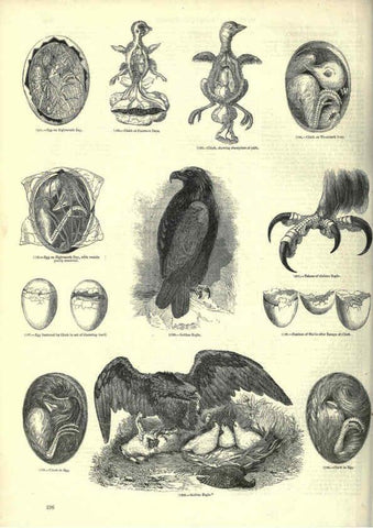 Reproducción/Reproduction 6093037860: The pictorial museum of animated nature. v.1. London :C. Cox,[1844?] 