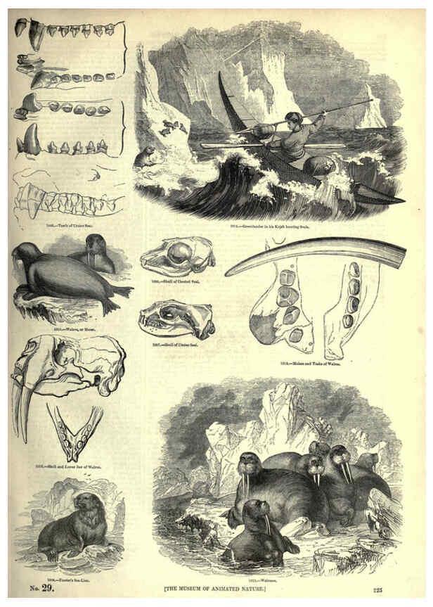 Reproducción/Reproduction 6092493071: The pictorial museum of animated nature. v.1. London :C. Cox,[1844?] 