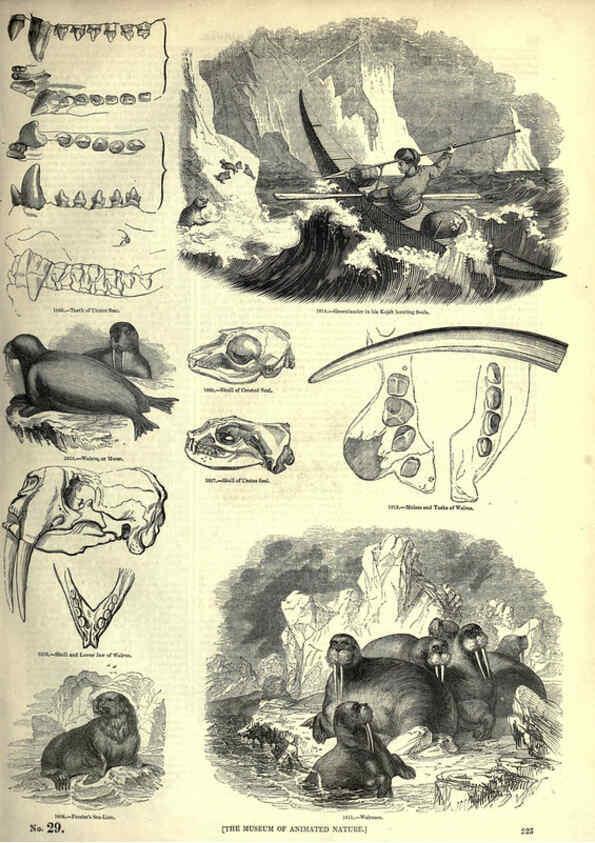 Reproducción/Reproduction 6092493071: The pictorial museum of animated nature. v.1. London :C. Cox,[1844?] 