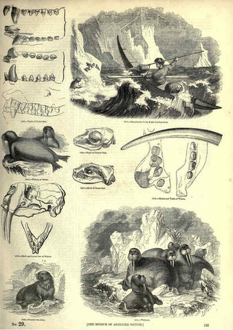 Reproducción/Reproduction 6092493071: The pictorial museum of animated nature. v.1. London :C. Cox,[1844?] 