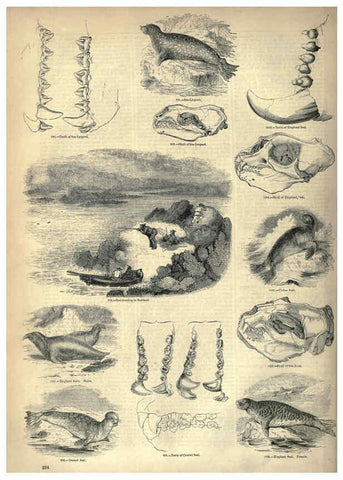 Reproducción/Reproduction 6093032672: The pictorial museum of animated nature. v.1. London :C. Cox,[1844?] 