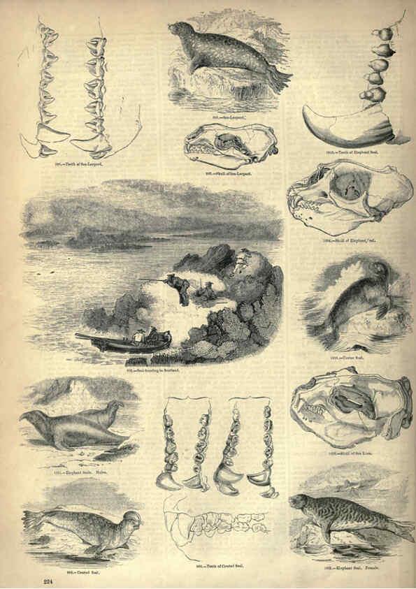 Reproducción/Reproduction 6093032672: The pictorial museum of animated nature. v.1. London :C. Cox,[1844?] 