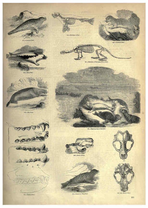 Reproducción/Reproduction 6093032490: The pictorial museum of animated nature. v.1. London :C. Cox,[1844?] 