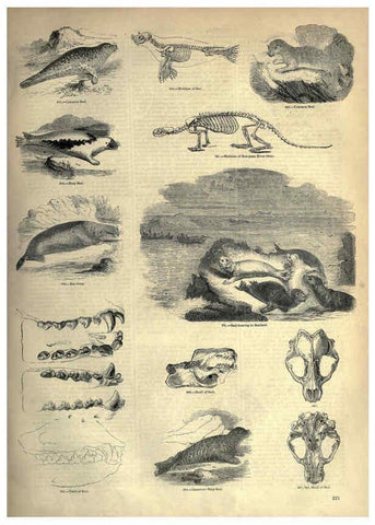 Reproducción/Reproduction 6093032490: The pictorial museum of animated nature. v.1. London :C. Cox,[1844?] 