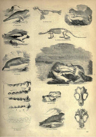 Reproducción/Reproduction 6093032490: The pictorial museum of animated nature. v.1. London :C. Cox,[1844?] 