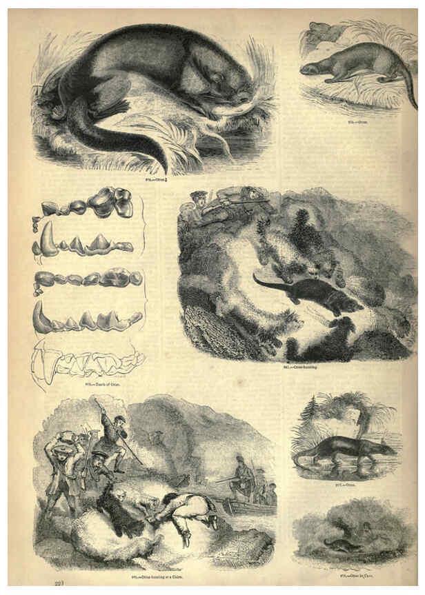Reproducción/Reproduction 6092492407: The pictorial museum of animated nature. v.1. London :C. Cox,[1844?] 