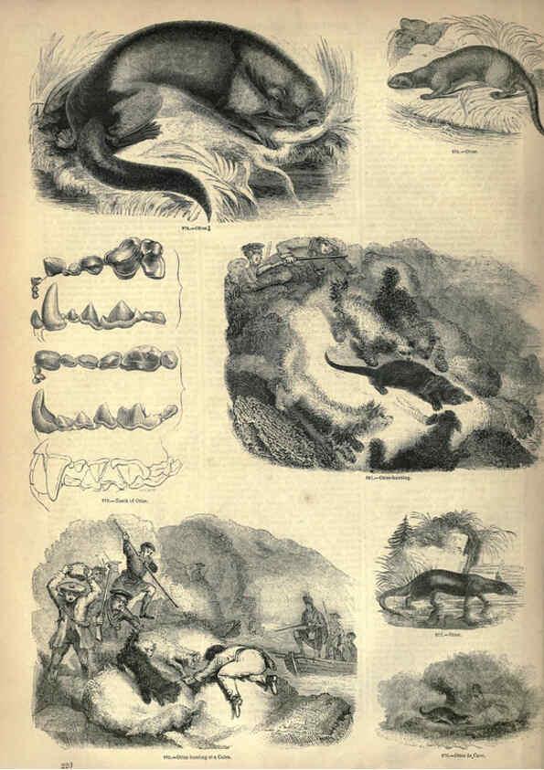 Reproducción/Reproduction 6092492407: The pictorial museum of animated nature. v.1. London :C. Cox,[1844?] 