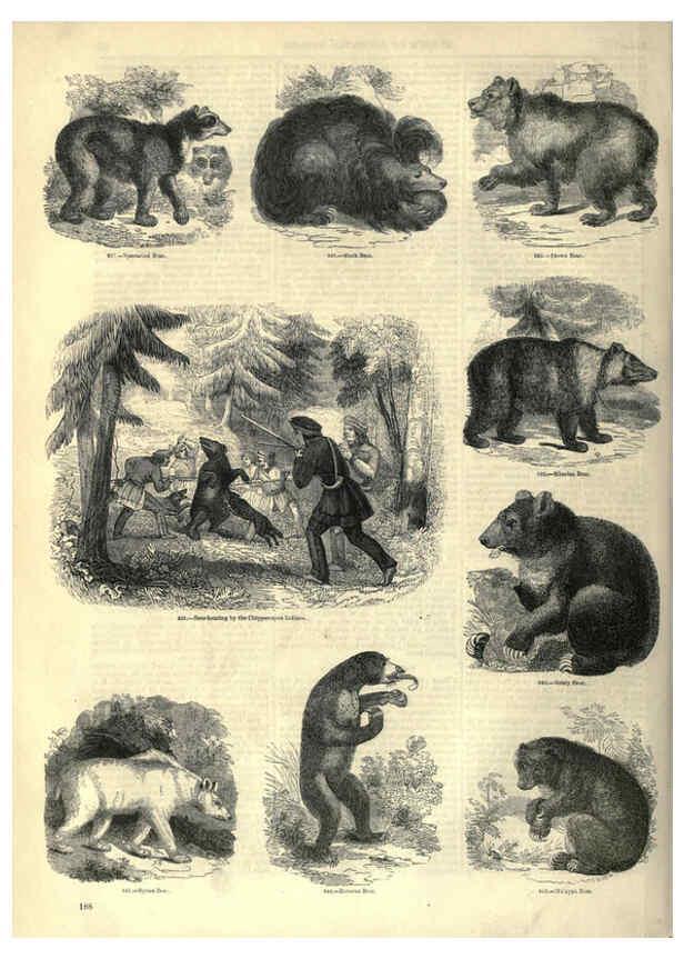 Reproducción/Reproduction 6093028166: The pictorial museum of animated nature. v.1. London :C. Cox,[1844?] 