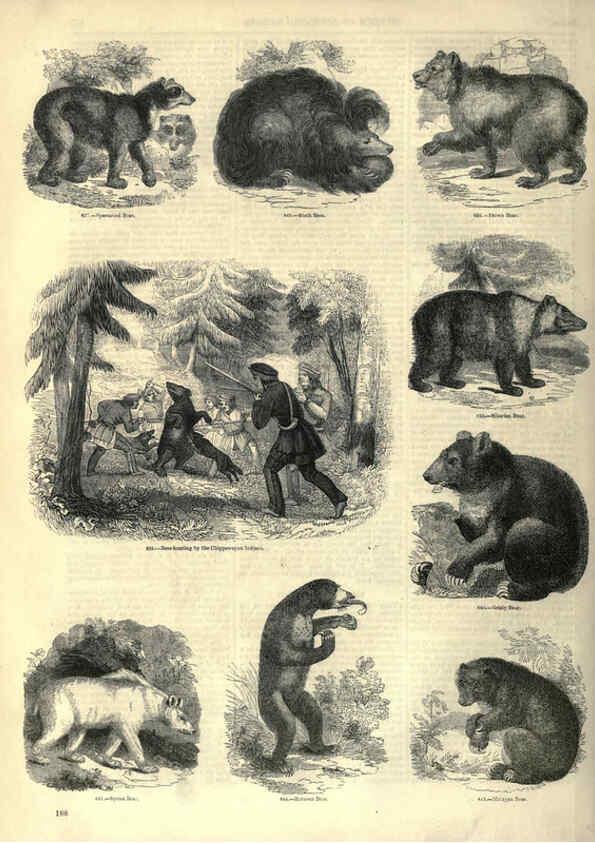 Reproducción/Reproduction 6093028166: The pictorial museum of animated nature. v.1. London :C. Cox,[1844?] 