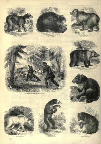 Reproducción/Reproduction 6093028166: The pictorial museum of animated nature. v.1. London :C. Cox,[1844?] 
