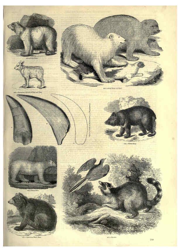 Reproducción/Reproduction 6092488545: The pictorial museum of animated nature. v.1. London :C. Cox,[1844?] 