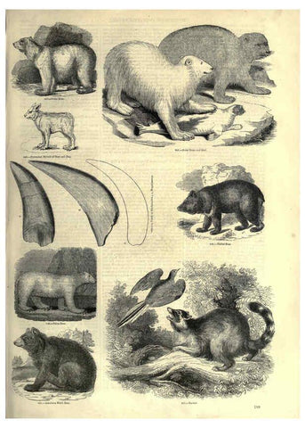 Reproducción/Reproduction 6092488545: The pictorial museum of animated nature. v.1. London :C. Cox,[1844?] 