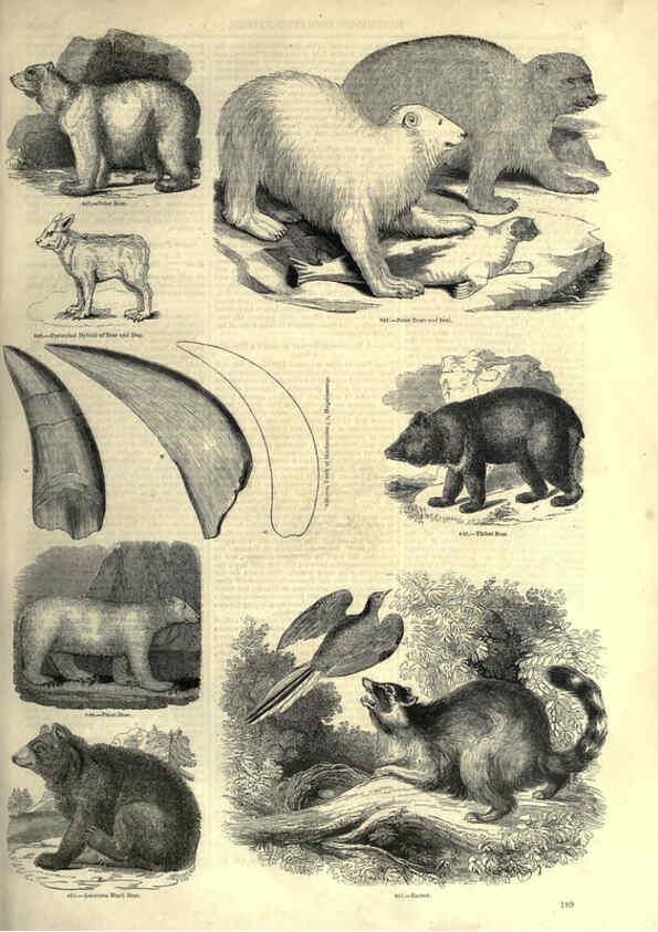 Reproducción/Reproduction 6092488545: The pictorial museum of animated nature. v.1. London :C. Cox,[1844?] 