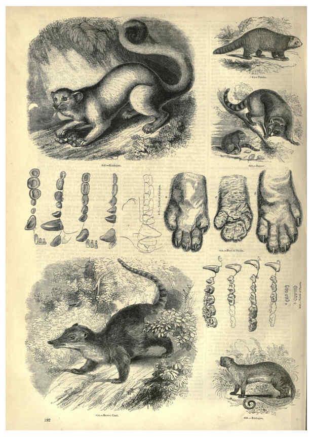 Reproducción/Reproduction 6093028652: The pictorial museum of animated nature. v.1. London :C. Cox,[1844?] 