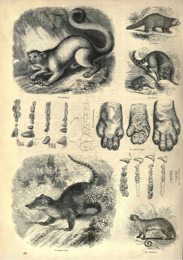 Reproducción/Reproduction 6093028652: The pictorial museum of animated nature. v.1. London :C. Cox,[1844?] 