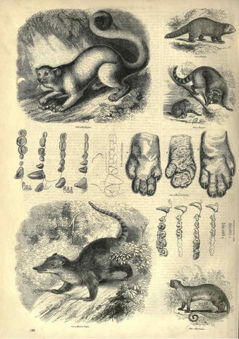 Reproducción/Reproduction 6093028652: The pictorial museum of animated nature. v.1. London :C. Cox,[1844?] 