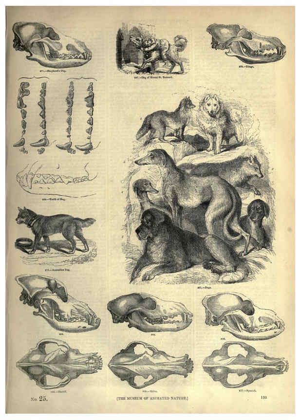 Reproducción/Reproduction 6092489025: The pictorial museum of animated nature. v.1. London :C. Cox,[1844?] 