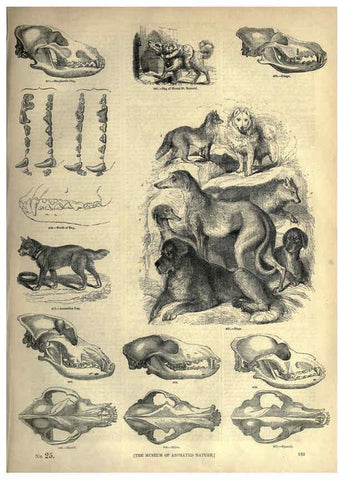 Reproducción/Reproduction 6092489025: The pictorial museum of animated nature. v.1. London :C. Cox,[1844?] 