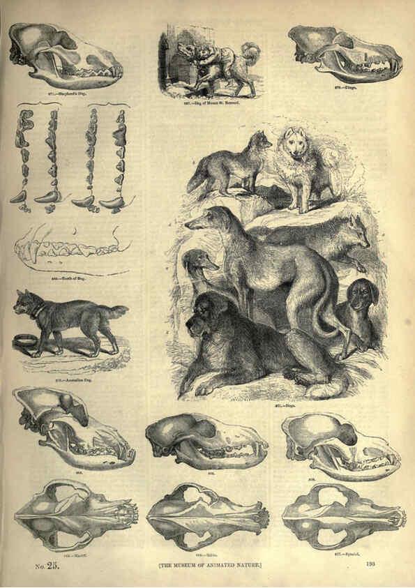 Reproducción/Reproduction 6092489025: The pictorial museum of animated nature. v.1. London :C. Cox,[1844?] 
