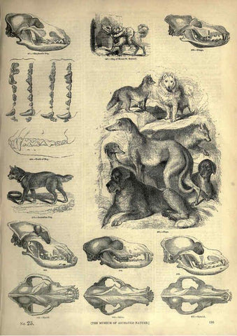 Reproducción/Reproduction 6092489025: The pictorial museum of animated nature. v.1. London :C. Cox,[1844?] 