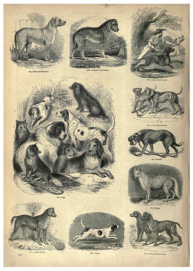 Reproducción/Reproduction 6093029170: The pictorial museum of animated nature. v.1. London :C. Cox,[1844?] 