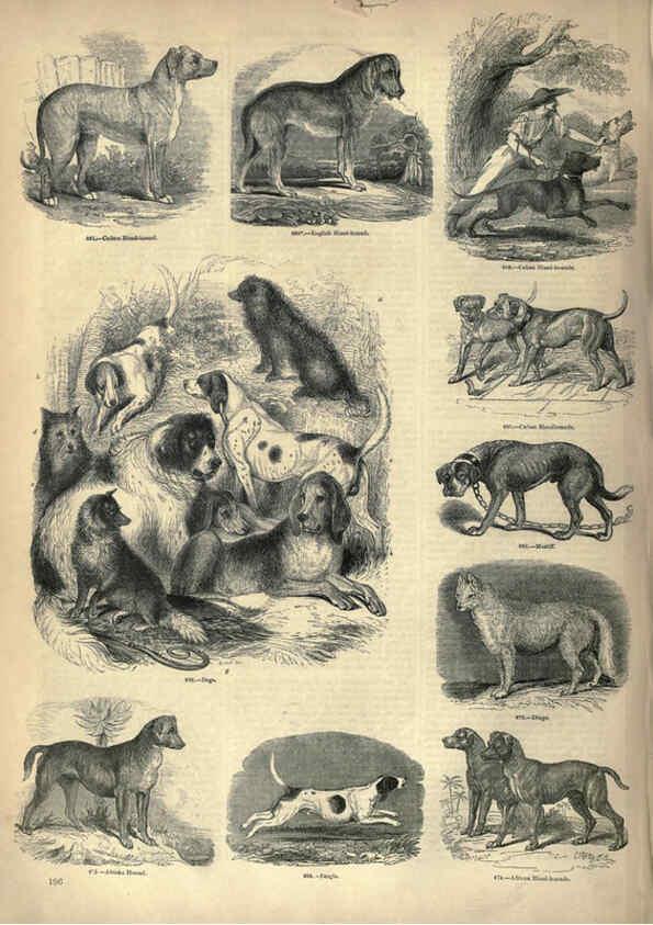 Reproducción/Reproduction 6093029170: The pictorial museum of animated nature. v.1. London :C. Cox,[1844?] 