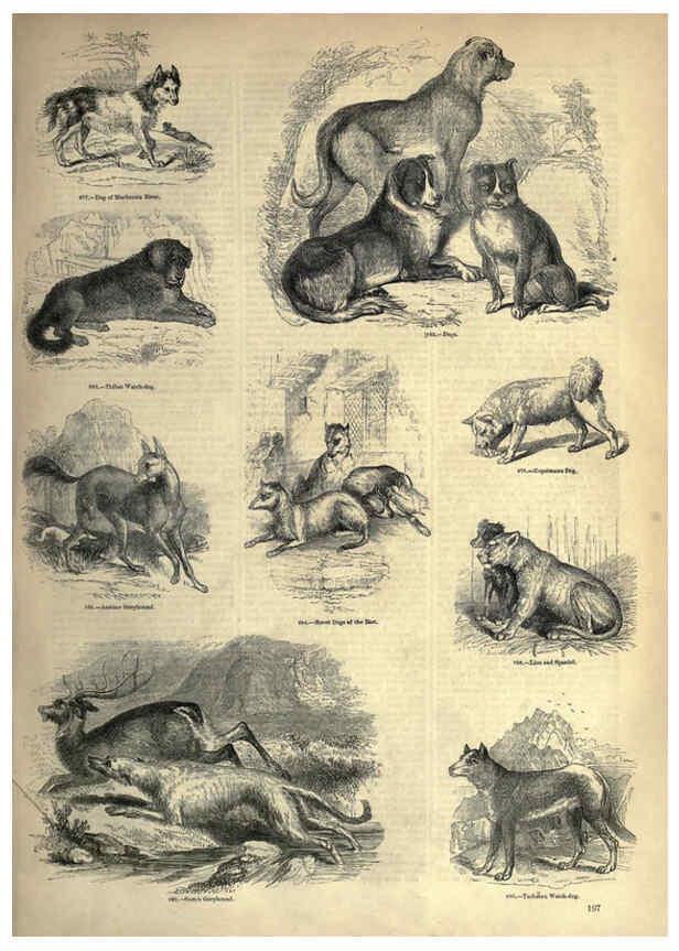 Reproducción/Reproduction 6092489467: The pictorial museum of animated nature. v.1. London :C. Cox,[1844?] 