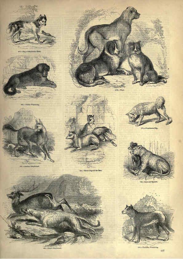 Reproducción/Reproduction 6092489467: The pictorial museum of animated nature. v.1. London :C. Cox,[1844?] 