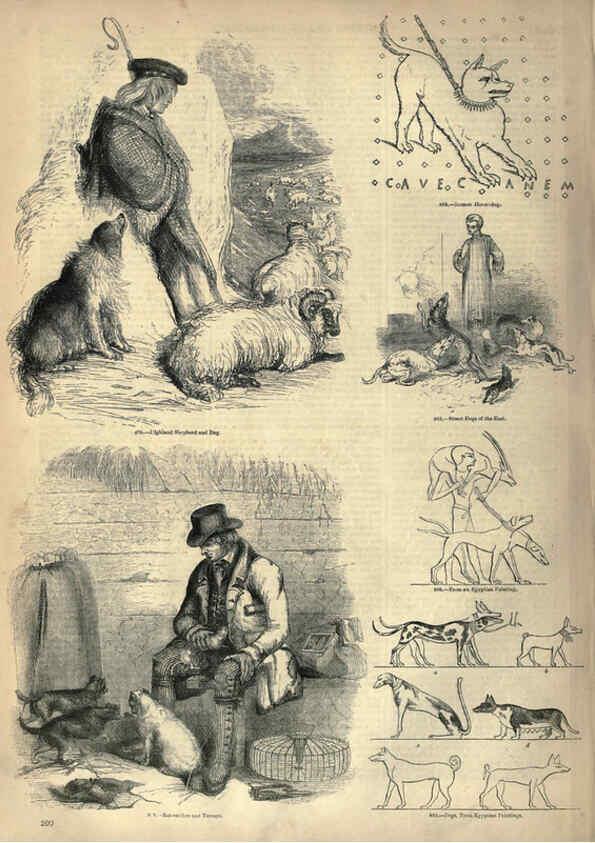Reproducción/Reproduction 6093029604: The pictorial museum of animated nature. v.1. London :C. Cox,[1844?] 