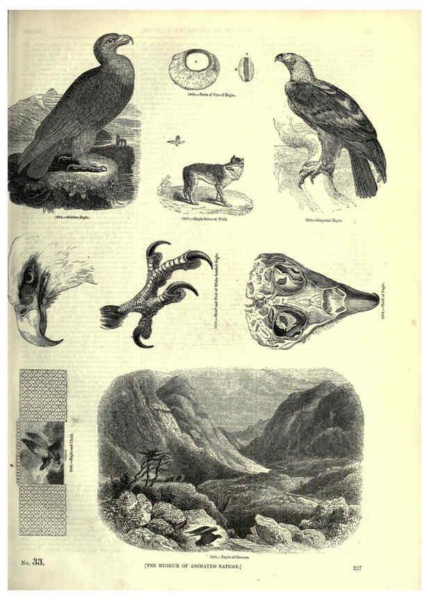 Reproducción/Reproduction 6092498523: The pictorial museum of animated nature. v.1. London :C. Cox,[1844?] 