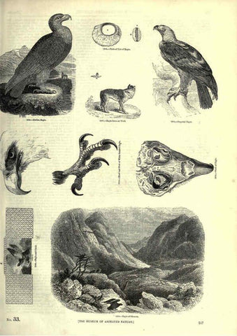 Reproducción/Reproduction 6092498523: The pictorial museum of animated nature. v.1. London :C. Cox,[1844?] 