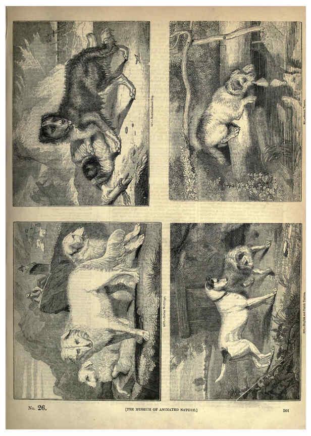 Reproducción/Reproduction 6092489983: The pictorial museum of animated nature. v.1. London :C. Cox,[1844?] 