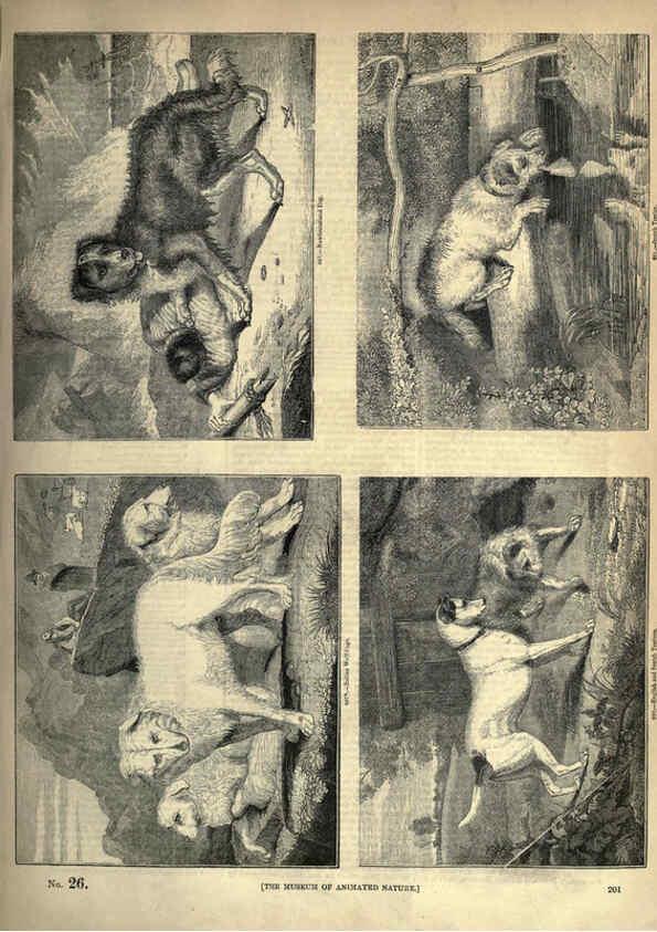 Reproducción/Reproduction 6092489983: The pictorial museum of animated nature. v.1. London :C. Cox,[1844?] 