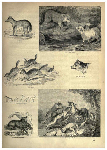 Reproducción/Reproduction 6093030400: The pictorial museum of animated nature. v.1. London :C. Cox,[1844?] 