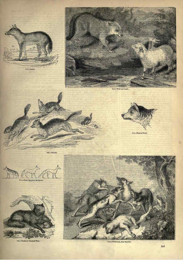 Reproducción/Reproduction 6093030400: The pictorial museum of animated nature. v.1. London :C. Cox,[1844?] 