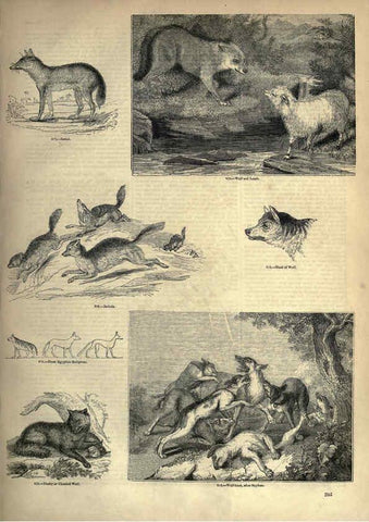 Reproducción/Reproduction 6093030400: The pictorial museum of animated nature. v.1. London :C. Cox,[1844?] 