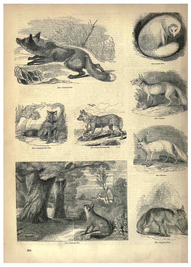 Reproducción/Reproduction 6093030700: The pictorial museum of animated nature. v.1. London :C. Cox,[1844?] 