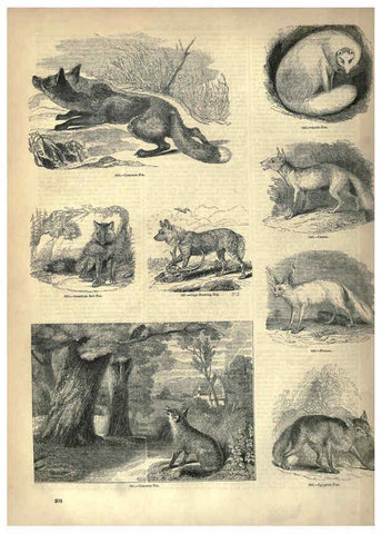 Reproducción/Reproduction 6093030700: The pictorial museum of animated nature. v.1. London :C. Cox,[1844?] 