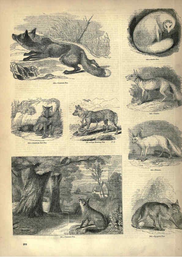 Reproducción/Reproduction 6093030700: The pictorial museum of animated nature. v.1. London :C. Cox,[1844?] 