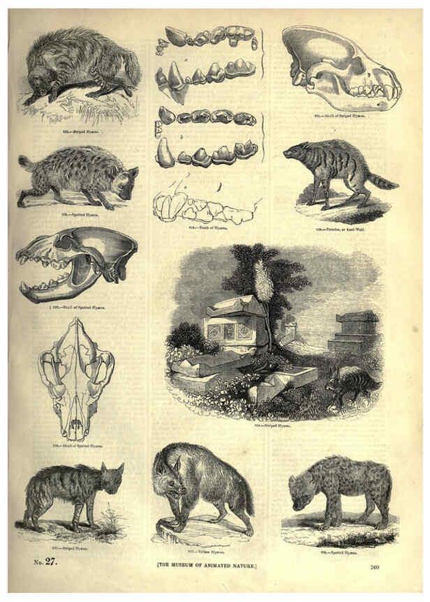 Reproducción/Reproduction 6093031032: The pictorial museum of animated nature. v.1. London :C. Cox,[1844?] 