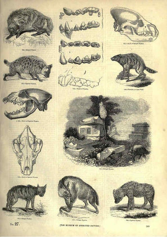Reproducción/Reproduction 6093031032: The pictorial museum of animated nature. v.1. London :C. Cox,[1844?] 