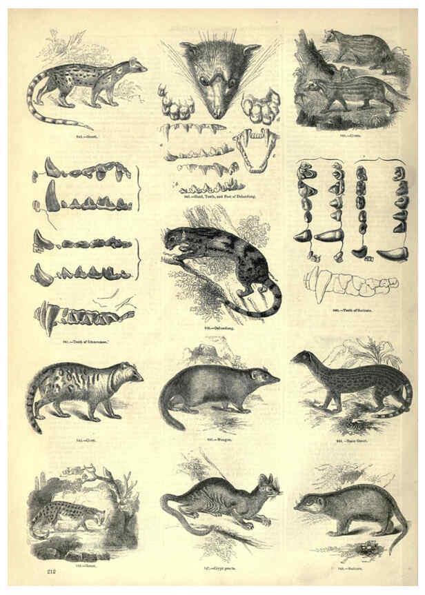 Reproducción/Reproduction 6093031194: The pictorial museum of animated nature. v.1. London :C. Cox,[1844?] 
