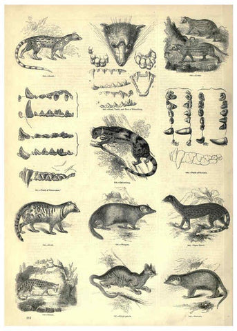 Reproducción/Reproduction 6093031194: The pictorial museum of animated nature. v.1. London :C. Cox,[1844?] 