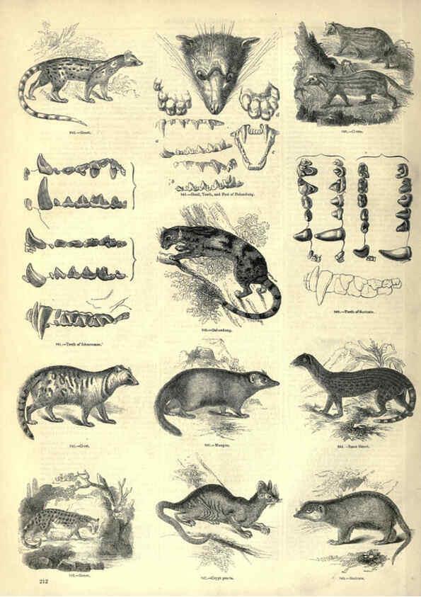 Reproducción/Reproduction 6093031194: The pictorial museum of animated nature. v.1. London :C. Cox,[1844?] 