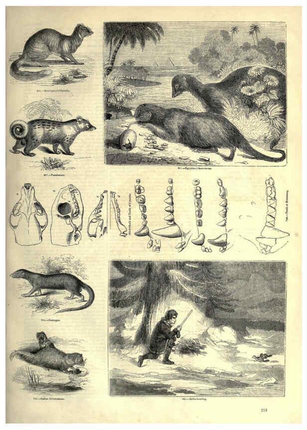 Reproducción/Reproduction 6093031438: The pictorial museum of animated nature. v.1. London :C. Cox,[1844?] 